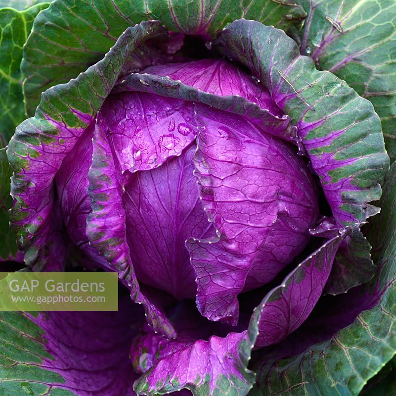 Brassica oleracea 'Tokyo Mix - Chou ornemental, avec de jolis coeurs violets et des feuilles externes gris-vert.