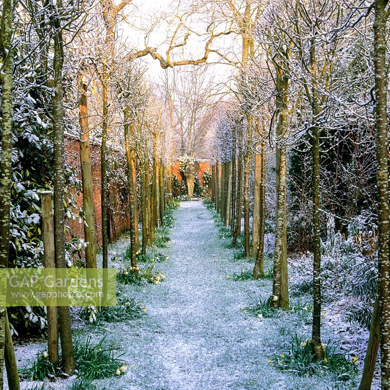 Avenue de whitebeam - Sorbus lutescens recouvert de neige.