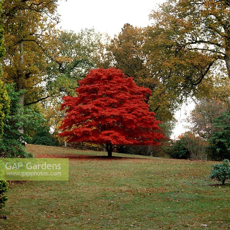 Dans La Clairière au milieu des chênes et des rhododendrons, un sous-Acer Acer palmatum en pleine couleur d'automne, perdant des feuilles cramoisies sous sa canopée.