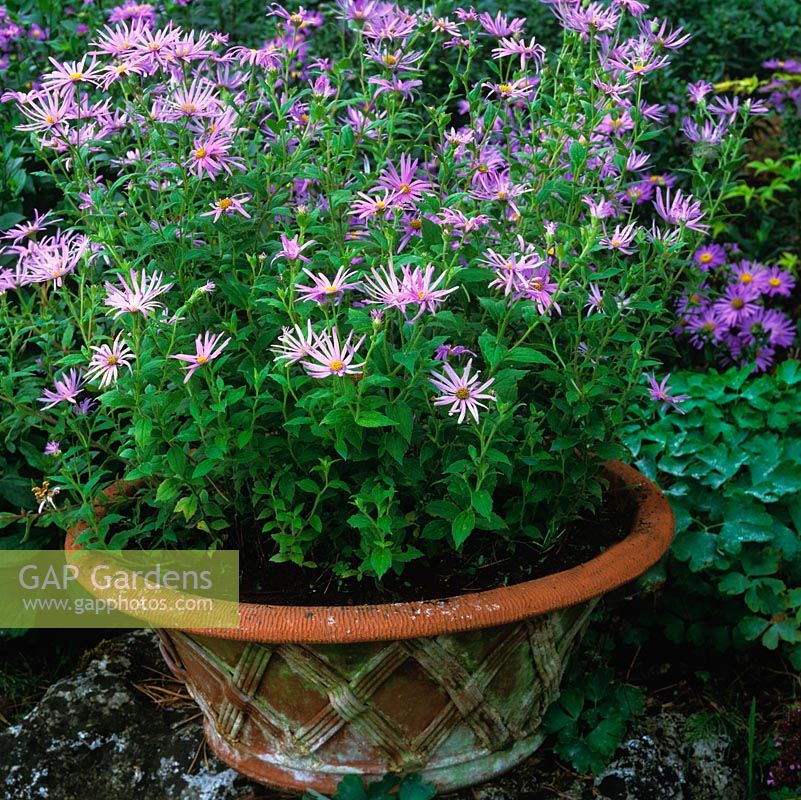 Aster thomsonii 'Nanus' en pot en terre cuite. Collection nationale d'asters à fleurs d'automne.