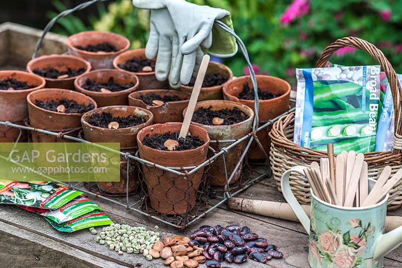 Au printemps, plantation de graines de pois, fèves et haricots verts dans du compost dans des pots en terre cuite, en préparation de la plantation du potager.
