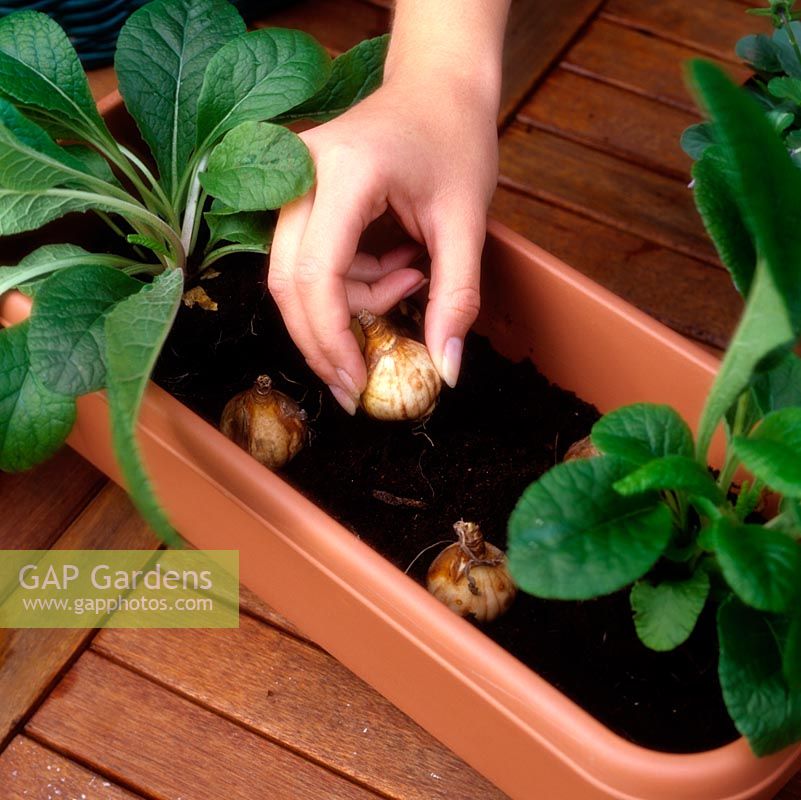Plantation de jardinières. Une fois les plantes en pot positionnées, plantez des bulbes - des narcisses nains représentés dans le sol de sorte qu'une fois la boîte remplie, ils auront environ 2 cm de profondeur.