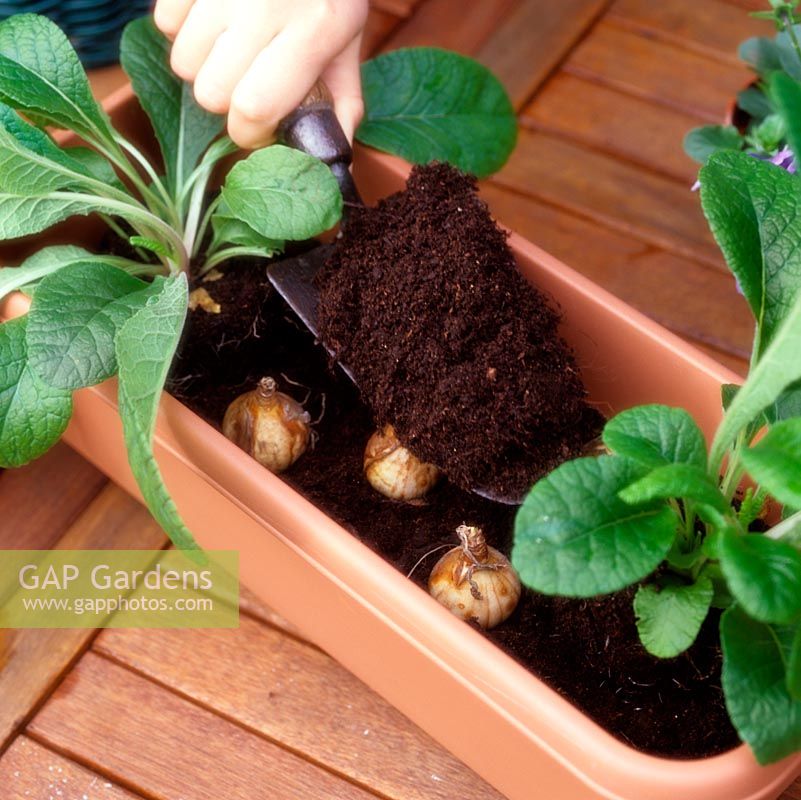 Plantation de jardinières. Remplissez la boîte de terre, couvrant les bulbes et les plantes environnantes.
