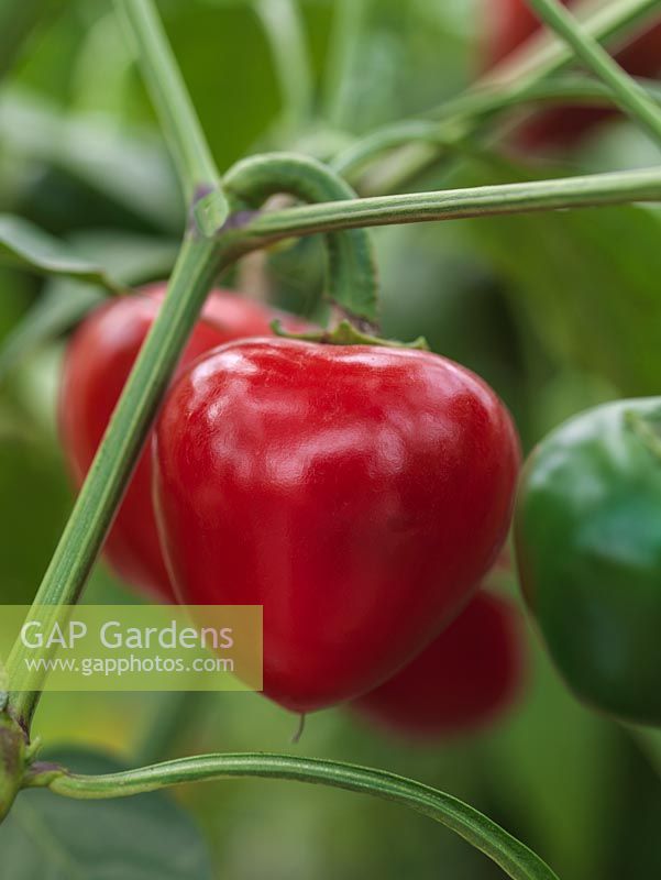 Capsicum annuum 'Cherry Bomb' petits piments verts arrondis mûrissent au rouge. Mûrit tôt.