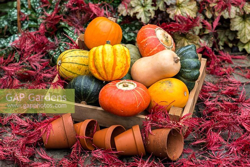 Citrouilles et courges dans une boîte en bois, au milieu de vieux pots en terre cuite et de feuilles d'érable en pleine couleur d'automne.