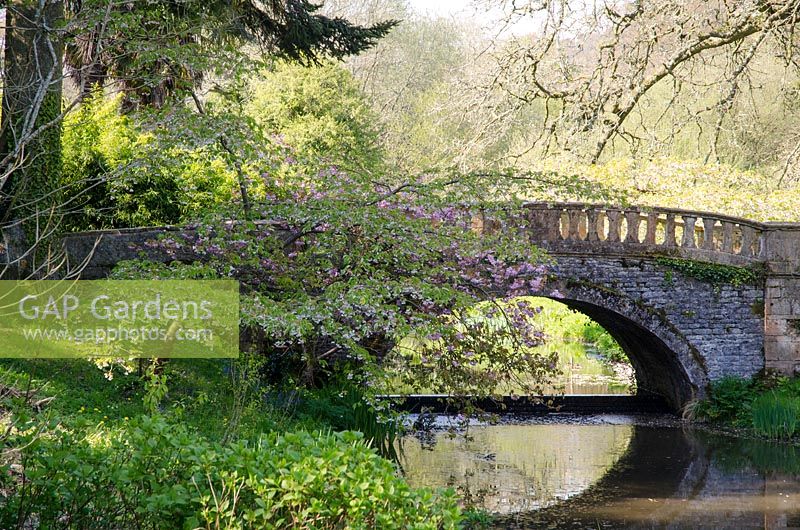 Pont avec fleur surplombant l'eau - Minterne Gardens, Dorset