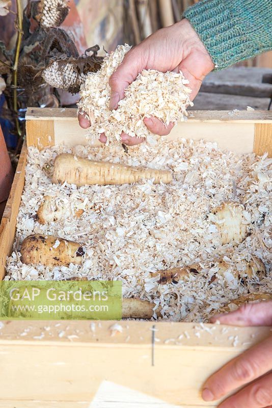 Conservation des légumes-racines - Les panais sont recouverts de sciure et stockés dans une caisse en bois