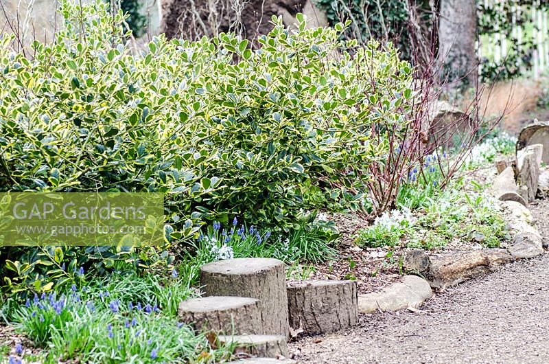Le jardin d'hiver avec Ilex x Altaclerensis 'Golden King' - Ragley Hall, Warwickshire