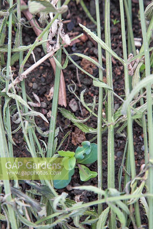 Protéger les jeunes plants de Cerinthe major 'Purpurascens' en les recouvrant de Verbena bonariensis usée