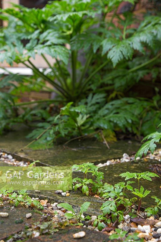 Semis de Geranium maderense auto-ensemencés poussant dans un patio de jardin, en vue de la plante mère