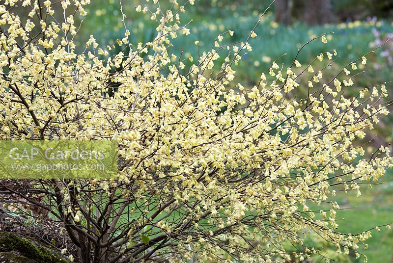 Oemleria cerasiformis au printemps
