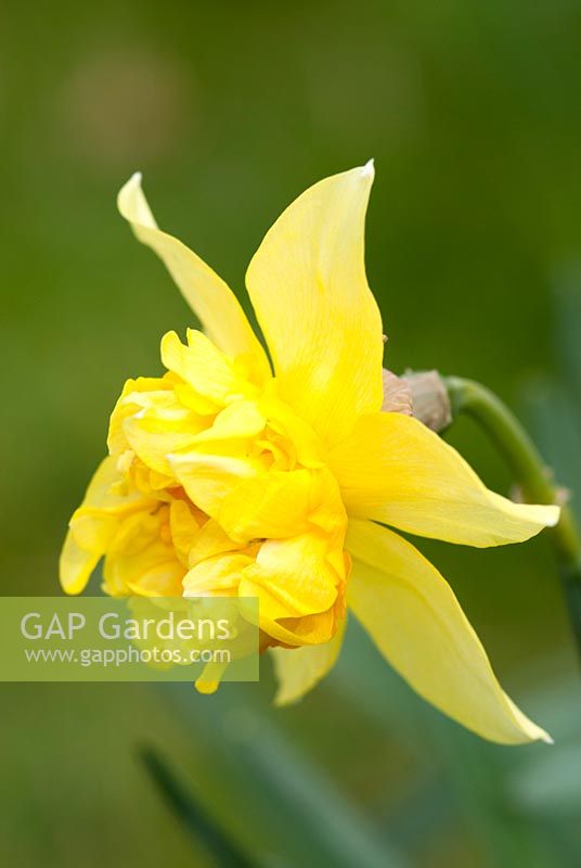 Narcissus x odorus 'Plénus'