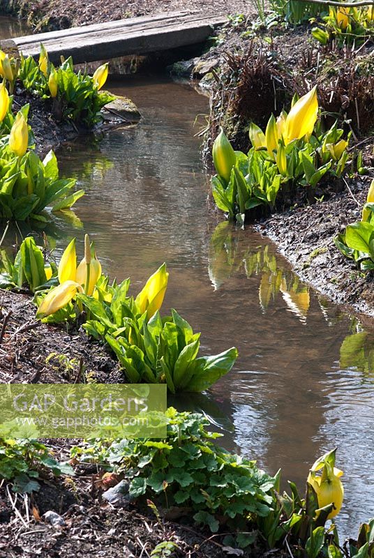 Lysichiton americanus - Chou jaune à côté du ruisseau