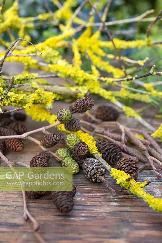 Prunus avec cônes de lichen et d'aulne avec des chatons sur une surface en bois