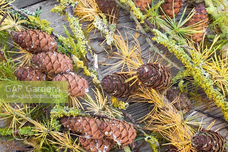 Feuillage de mélèze, Prunus avec lichen et mousse - Bryophyta, contre une surface en bois