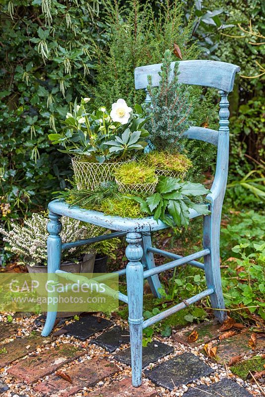 Helleborus niger 'HGC Wintergold' Helleborus Gold Collection, Picea pungens et Moss plantés dans des pots en fil métallique, assis sur une chaise bleue vintage avec un feuillage Lithocarpus