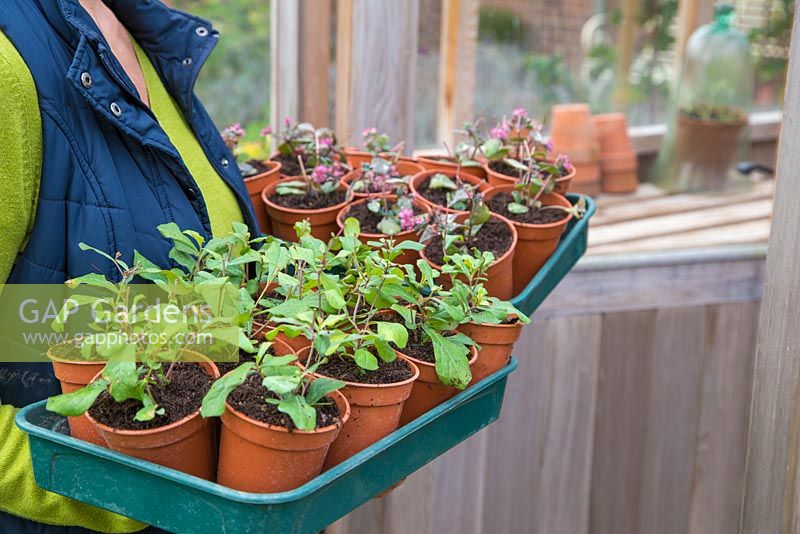 Femme stockant ceratostigma et sedum 'Bertram Anderson' dans une serre