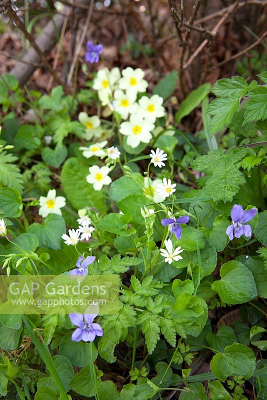 Stitchwort, violettes et primevères. Primula vulgaris.