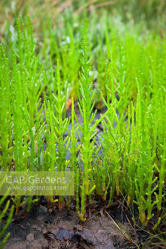 Salicornia europaea - Glasswort commune, Marsh Samphire, poussant à l'état sauvage sur le marais salant de Stiffkey, Norfolk.