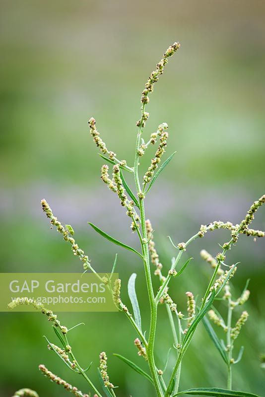Atriplex littoralis - Orache à feuilles herbacées, également appelée orache Grassleaf, poussant à l'état sauvage sur le marais salant de Stiffkey, Norfolk. Comestible et adapté à la recherche de nourriture.