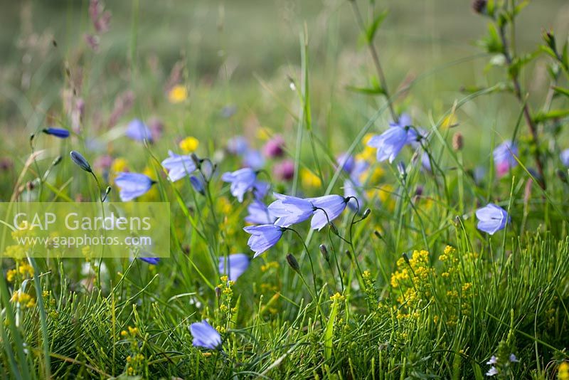 Campanula rotundifolia, Trifolium pratense et Galium verum - Bluebell écossais, Harebell, trèfle rouge et blanc et gaillet de dame sur South Harris, Hébrides extérieures.