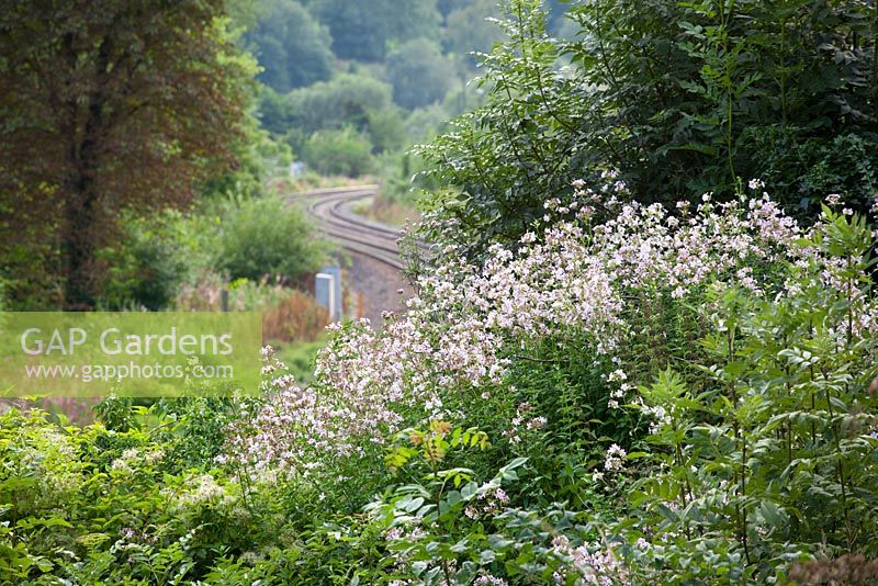Saponaria officinalis - Soapwort poussant à l'état sauvage par une ligne de chemin de fer dans la vallée de Stroud. Parfumé la nuit et attrayant pour les papillons de nuit