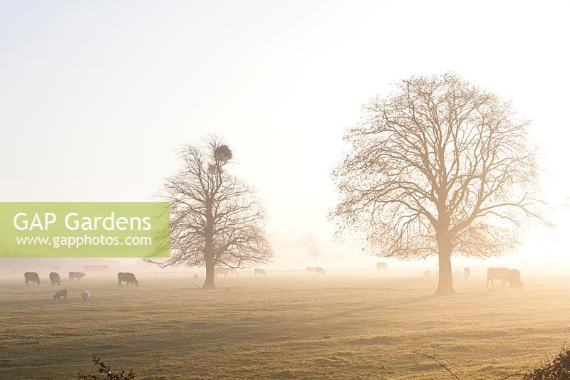 Viscum album - Gui poussant sur les arbres un matin d'hiver brumeux dans le Gloucestershire.