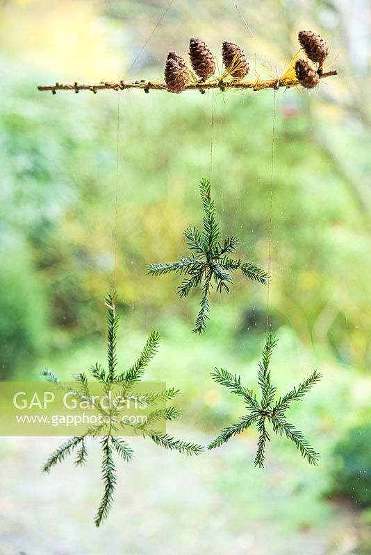 Étoiles de Noël faites à partir du feuillage d'un pin suspendu à une branche de mélèze automnale.