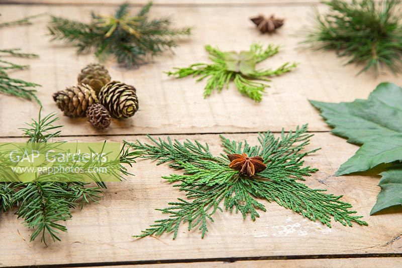 Une variété d'étoiles de Noël, fabriquées à partir du feuillage de divers arbres à feuilles persistantes. Lithocarpus - Chêne à noyaux, genévrier, conifère, Pinus et Sequoiadendron giganteum.