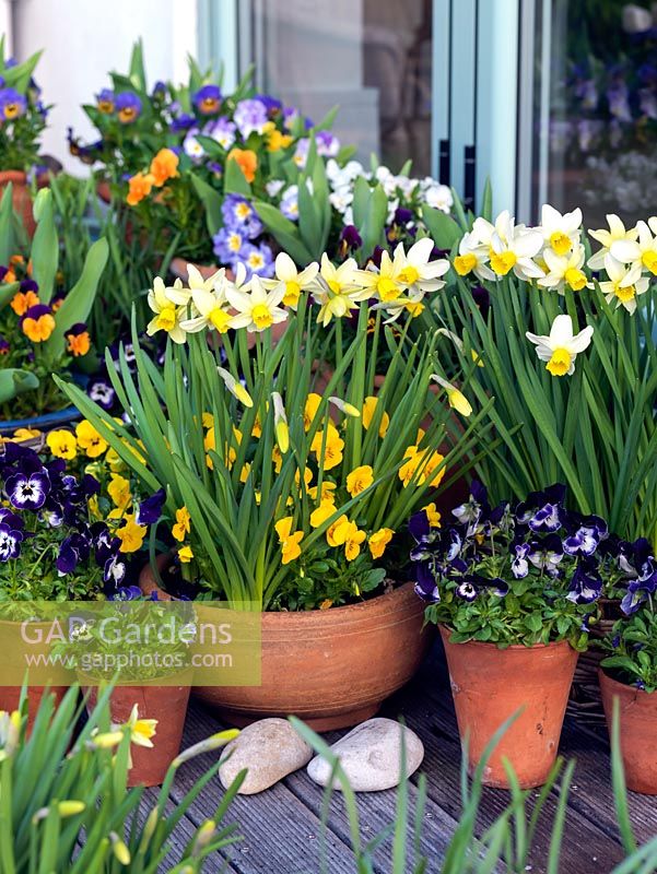 Un pot de printemps lumineux afficher des altos annuels et Narcisse.