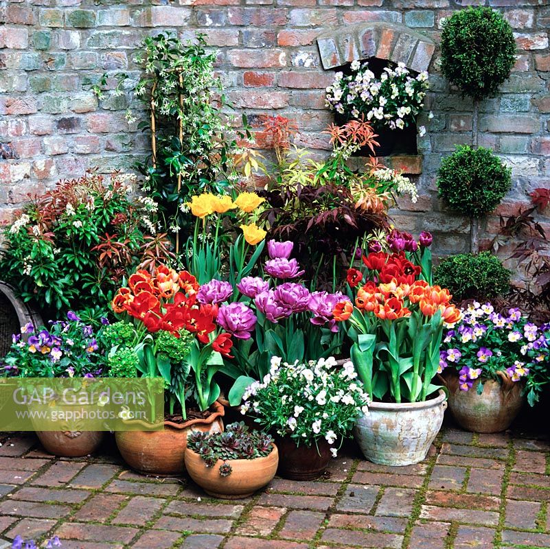 Pots de printemps de tulipes - jaune 'Hamilton' à froufrous, 'Blue Diamond' bleu mauve, 'Apeldoorn' rouge, 'Orange Princess '. Pieris, pensées et topiaire.