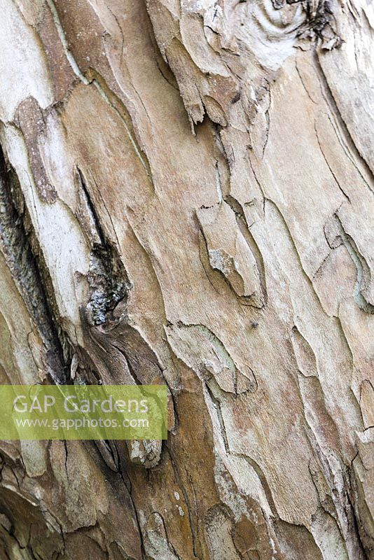 Écorce d'Eucalyptus rodwayi - Knoll Gardens, Wimborne Minster, Dorset. Conçu et détenu par Neil Lucas. septembre