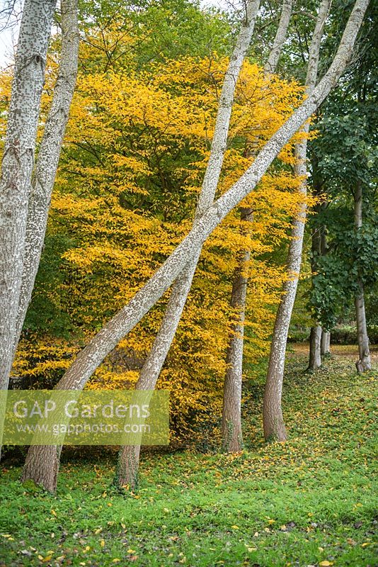 Populus alba. Écorce en automne contre les feuilles d'automne jaunes. octobre