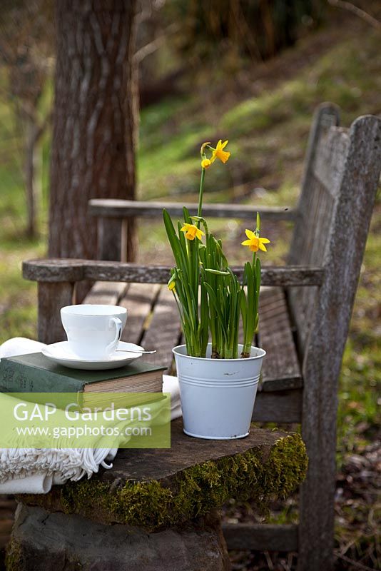 Banc de jardin en teck avec table en pierre avec nature morte de couverture, livre, tasse et Narcisse 'Tête à tête' - janvier