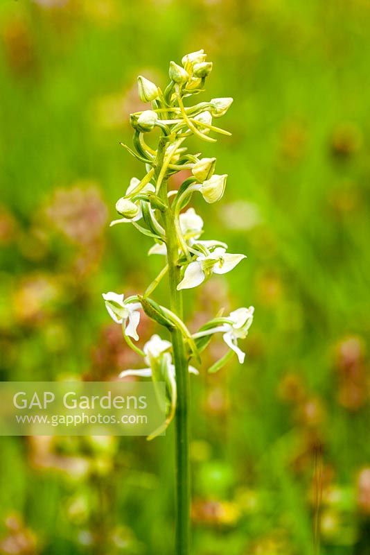 Platanthera chlorantha - Grande orchidée papillon. Le Ceredigion Coronation Meadow, Winllan Wildlife Garden, Talsarn, Pays de Galles.
