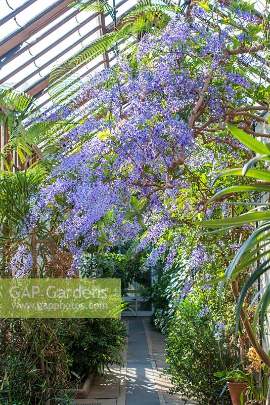Petrea volubilis en serre au Cambridge Botanic Gardens