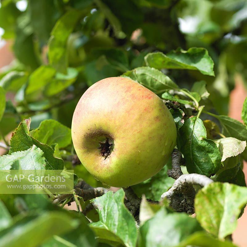 Malus - Une vieille variété de pomme, cultivée sur un cordon autoportant.