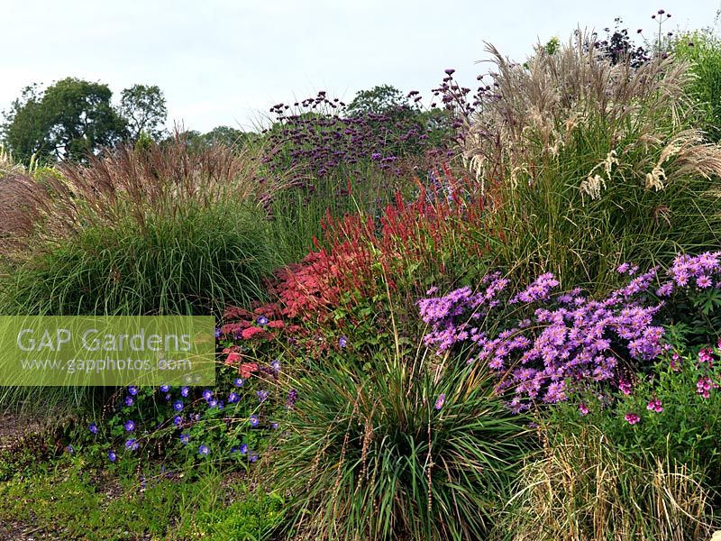 The Anniversary Grass Garden avec Miscanthus, Deschampsia et Stipa graminées avec Sedum, Verbena bonariensis, Persicaria amplexicaulis 'Atrosanguinea', Aster amellus rose et Geranium 'Rozanne '.