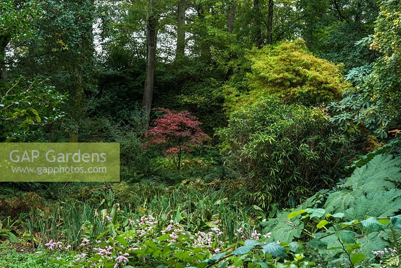 Un jardin boisé ombragé, établi sur le site d'une ancienne fosse d'argile romaine plantée il y a 50 ans, avec un petit Acer brillant en son centre.