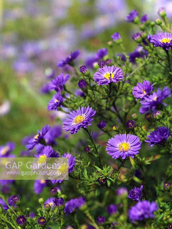 L'aster novi-belgii, la marguerite de Michelmas, offre une excellente couleur à la fin de l'été et au jardin d'automne.