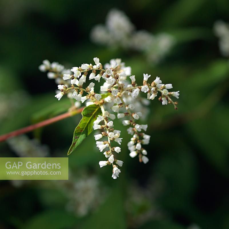 Persicaria campanulata Alba Group, produit des grappes de petites tiges blanches à grandes fleurs à partir du milieu de l'été. Il est vigoureux et constitue un bon couvre-sol pour l'ombre humide ou le soleil.