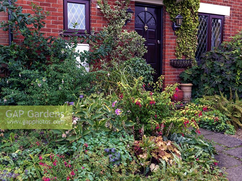 Un jardin de devant en automne avec des plantes comme le fuchsia, le heuchera, l'hortensia, l'anémone et les fougères.