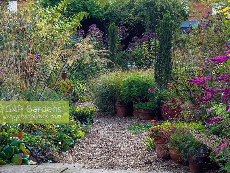 Un jardin de gravier d'automne avec de grands parterres informels de plantes vivaces et d'herbes avec une structure en if et en boîte avec des pots de pélargonium parfumé.