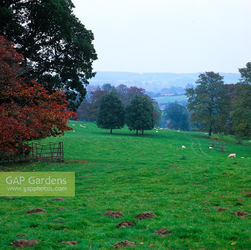 Parcourez des touffes d'arbres et des moutons paissant vers les lointaines collines de Malvern.
