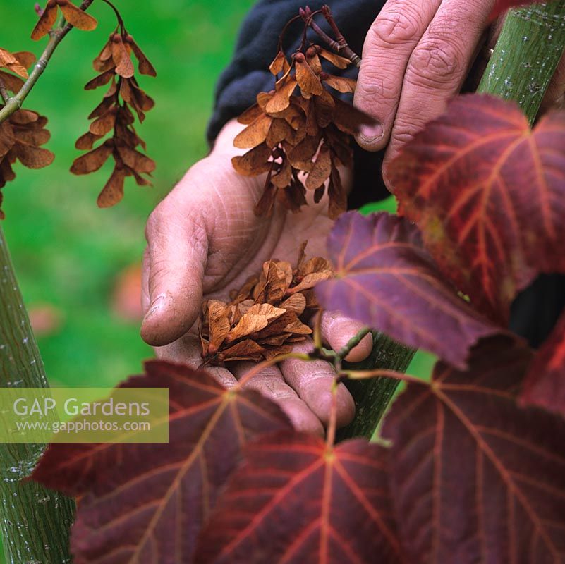 Stephen Lloyd, jardinier en chef. Récolte des graines dans sa main de l'espèce acer - B SWJ6373, probablement Acer rufinerve, qu'il a propagé et planté en 2002.