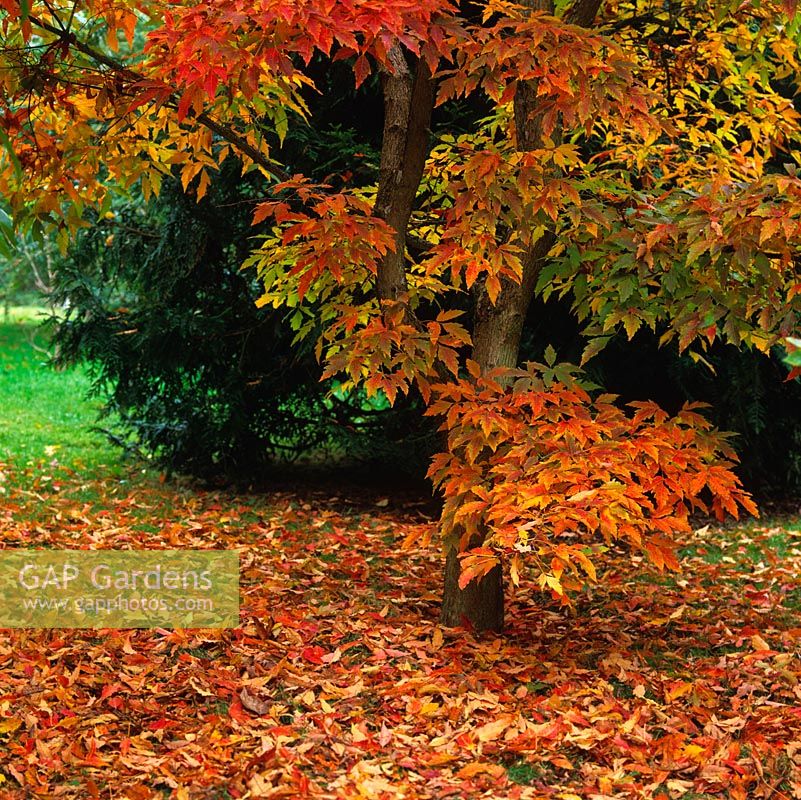 Acer triflorum, un érable rare avec une belle couleur d'automne, des feuilles d'or et de rouge qui forment un tapis dense au sol en dessous.
