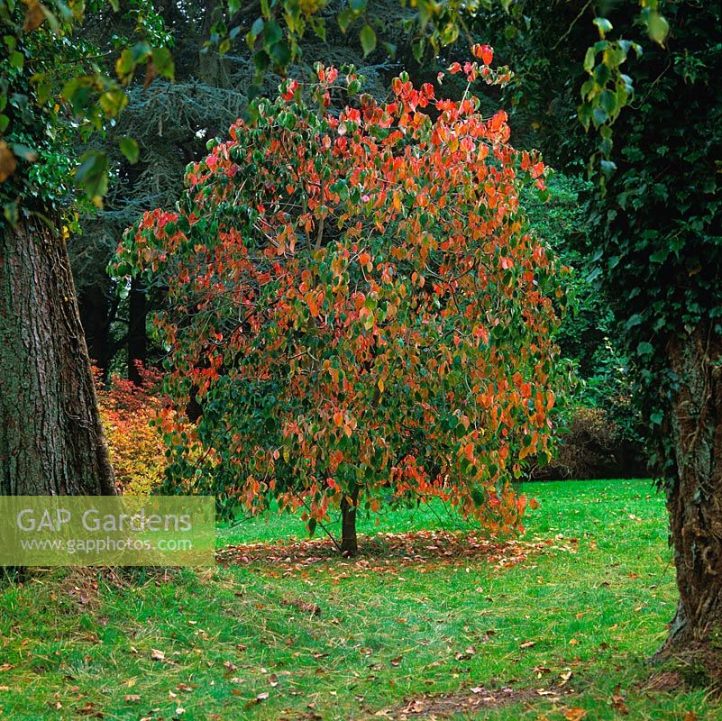 Cornus nuttallii Ascona, cornouiller occidental, un arbre à feuilles caduques au feuillage vert, ses feuilles devenant rouges et cramoisies en automne.