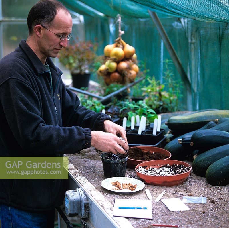 Stephen Lloyd, jardinier en chef, dans sa serre où il a propagé de nombreuses plantes rares à partir de graines récoltées dans la nature. Ici, il verse du compost dans un pot, les graines prêtes sur une assiette.