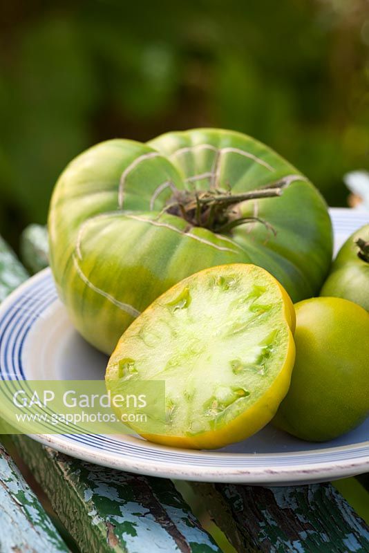 Tomate 'Tante Ruby's German Green '. Heirloom beefsteak tomato