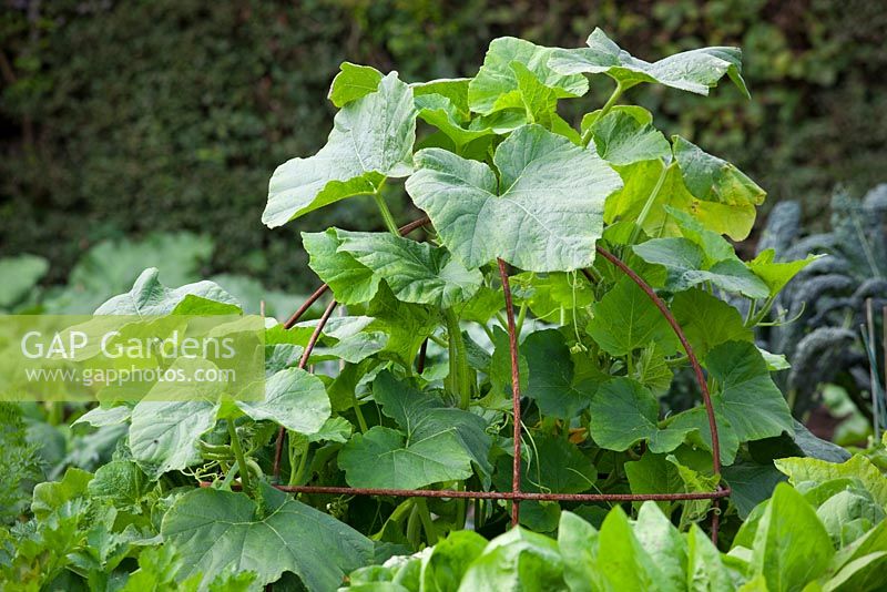 Courgettes poussant sur un dôme de support d'usine en métal